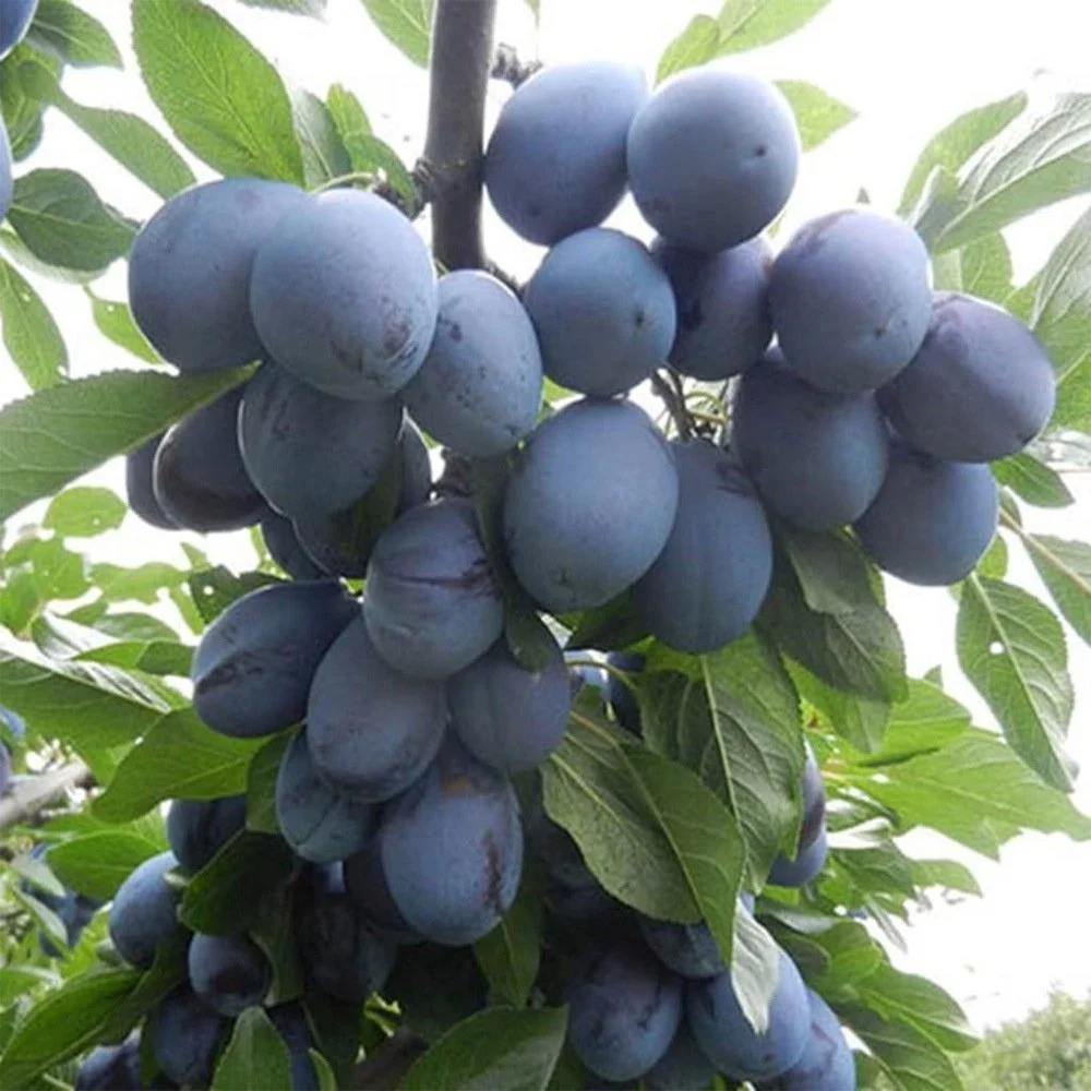 Tüplü Briton Erik Fidanı