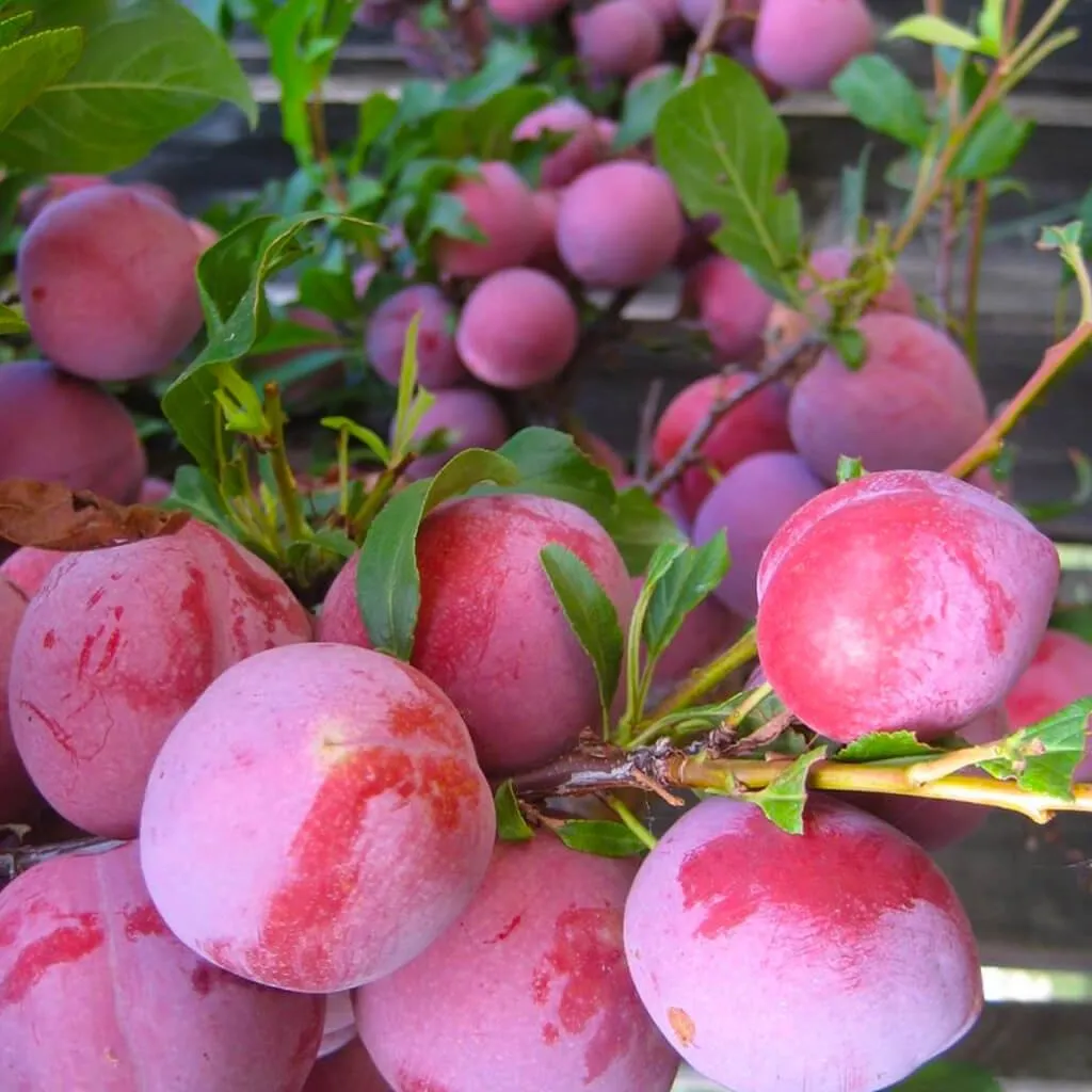 Tüplü Santa Rosa Erik Fidanı