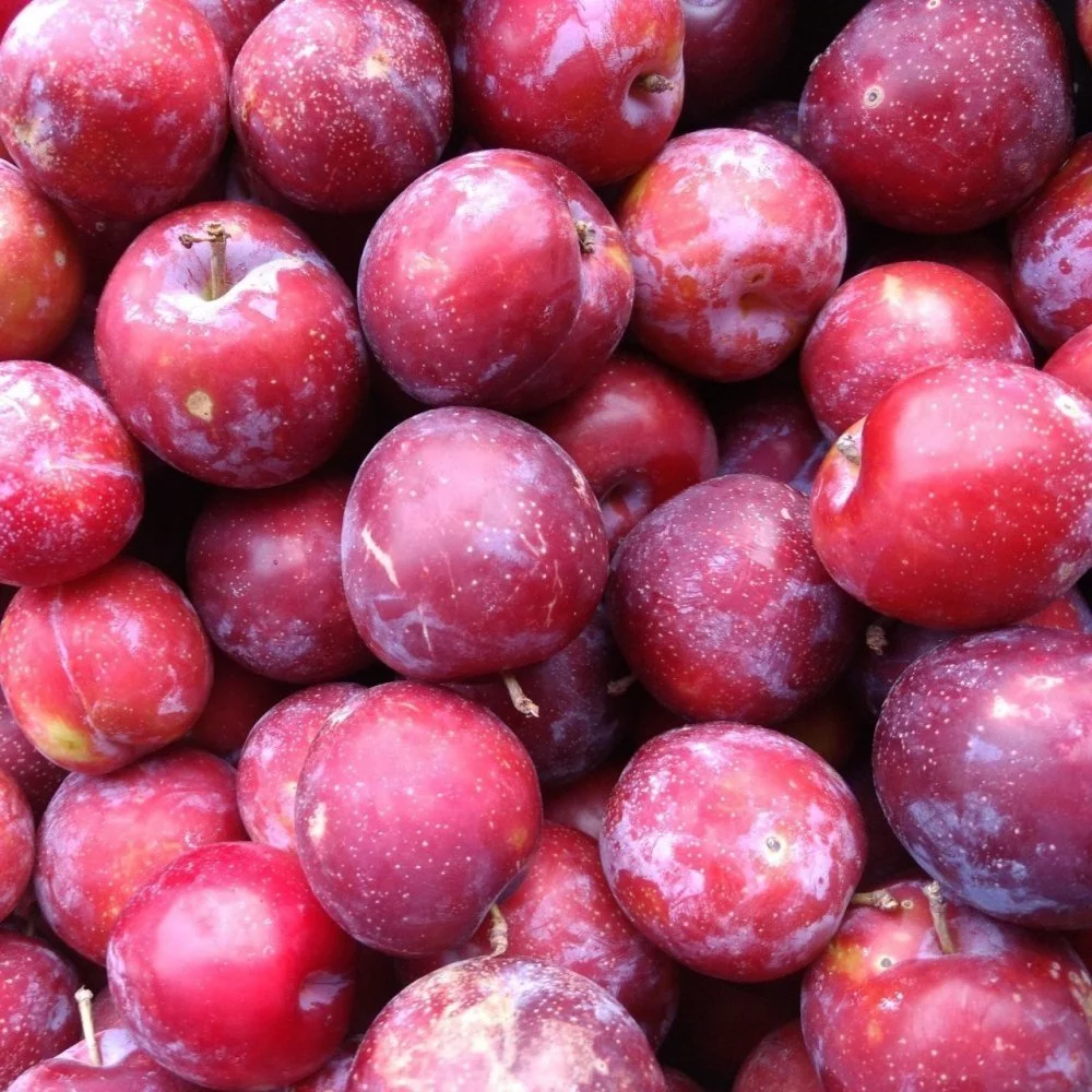 Tüplü Santa Rosa Erik Fidanı